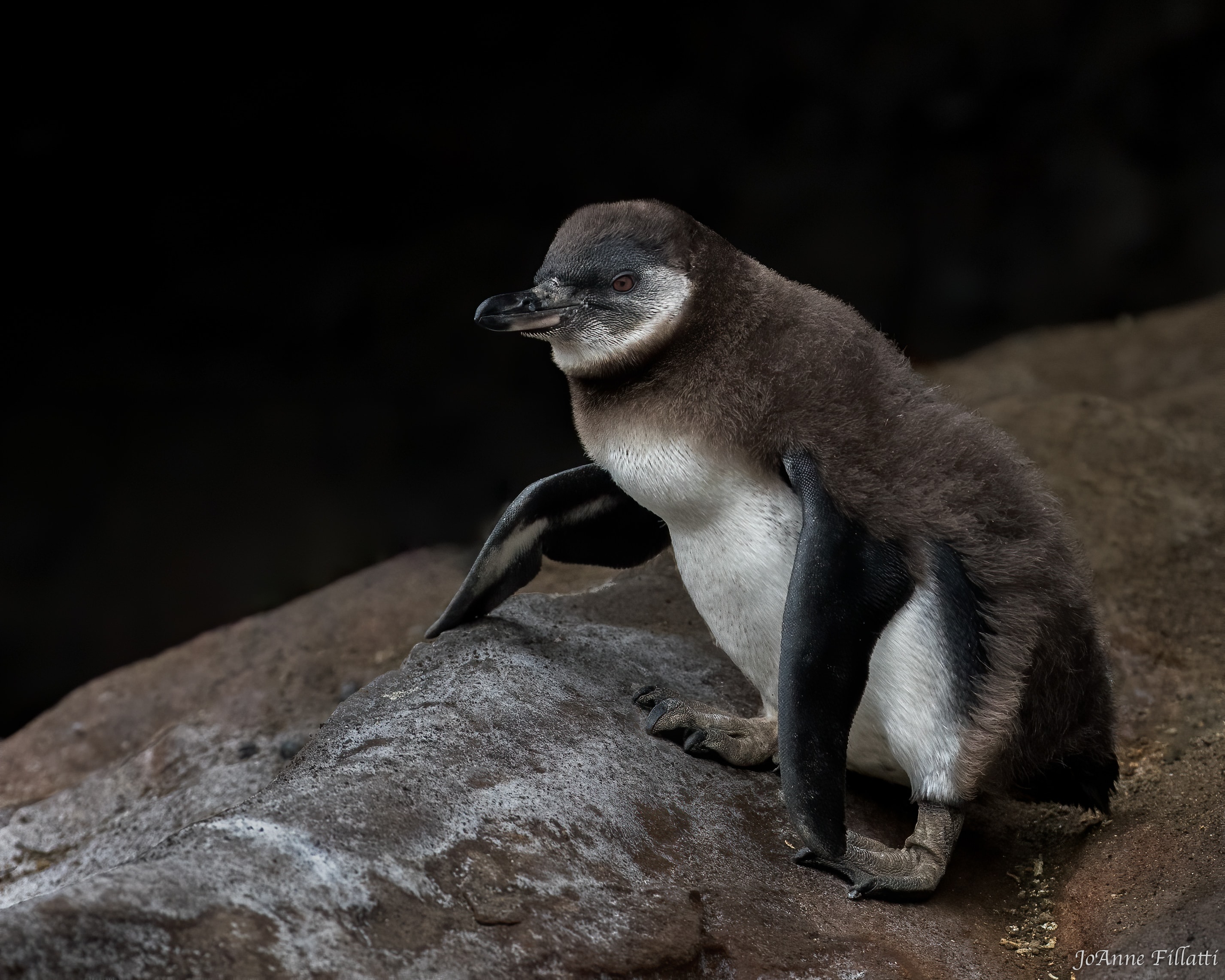 A Galapagos penguin standing on a rock surface